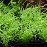 植栽から74日目　ウォーターローン